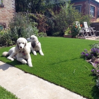 Fake Grass Rosedale, Indiana Dog Parks, Front Yard Landscape Ideas